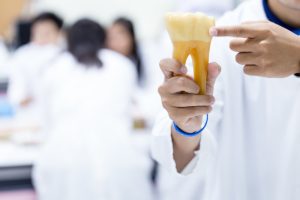 A dental professional holding a model of a tooth and pointing to the tooth enamel.